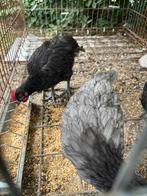 Gratis krielkippen, Dieren en Toebehoren, Pluimvee