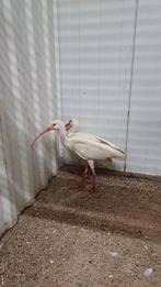 Te koop ibissen witte en roze, Dieren en Toebehoren, Pluimvee, Geslacht onbekend, Overige soorten
