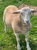 Kudde (20 stuks)Wiltshire en Wiltshire-Swifter, Dieren en Toebehoren, Schapen, Geiten en Varkens, Meerdere dieren, Schaap, 0 tot 2 jaar