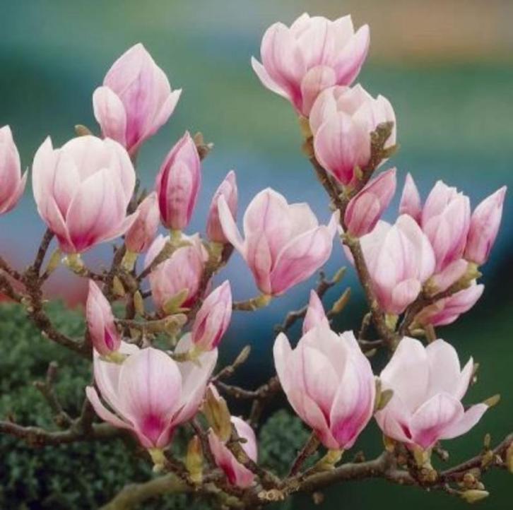 Magnolia Soulangeana struiken ca. 120 cm, Tuin en Terras, Planten | Struiken en Hagen, Struik, Overige soorten, 100 tot 250 cm