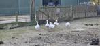 Witte boerenganzen te koop, Dieren en Toebehoren, Pluimvee, Meerdere dieren, Gans of Zwaan