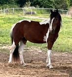 3 jarige c pony, Gechipt, Ruin, Zadelmak, 3 tot 6 jaar