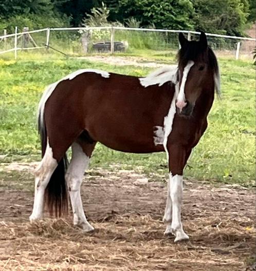 3 jarige c pony, Dieren en Toebehoren, Pony's, Ruin, Zadelmak, C pony (1.27m tot 1.37m), Recreatiepony, 3 tot 6 jaar, Gechipt