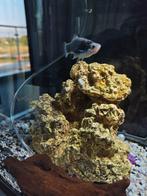 Aquarium met vissen en toebehoren meer in beschrijving, Dieren en Toebehoren, Ophalen, Zo goed als nieuw