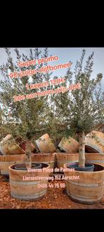 Achetez des oliviers en super promo 1 120€ le 2ème à moitié, Jardin & Terrasse, Plantes | Arbres, Enlèvement ou Envoi