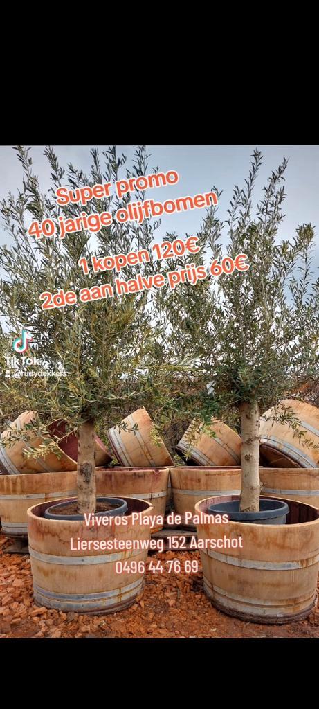 Super promo olijfbomen 1 kopen 120€ 2de aan halve prijs 60€, Tuin en Terras, Planten | Bomen, Ophalen of Verzenden