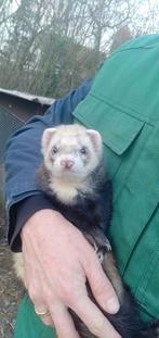 Fret man 7 maand, Ophalen