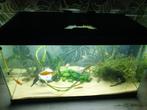 Aquaruim, Dieren en Toebehoren, Vissen | Aquaria en Toebehoren, Ophalen