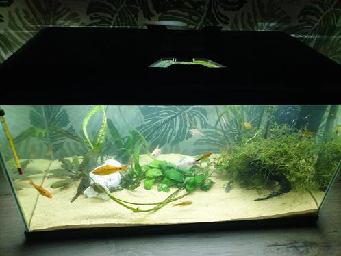 Aquaruim, Dieren en Toebehoren, Vissen | Aquaria en Toebehoren, Ophalen