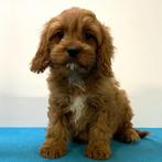 Cavapoo - pups te koop, Dieren en Toebehoren, Honden | Chihuahua's en Gezelschapshonden, 15 weken tot 1 jaar, Buitenland, CDV (hondenziekte)