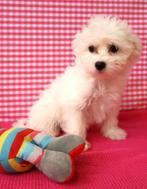 Super leuke Maltezer pups!, Dieren en Toebehoren, Maltezer, 15 weken tot 1 jaar, Buitenland, Eén hond