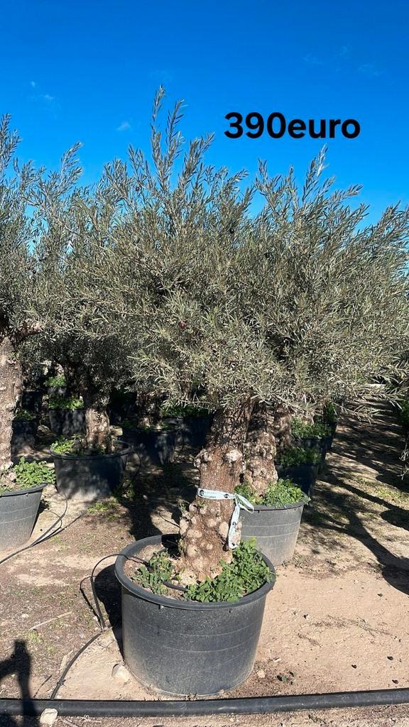 Olijfbomen olea europaea april 2026 in België!, Tuin en Terras, Planten | Bomen, Ophalen