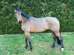 Leuke 5 jarige springgefokte merrie, Dieren en Toebehoren, Paarden, Merrie, Springpaard, B, Gechipt