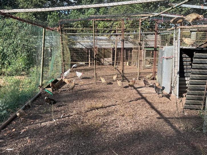 Fazanten, Animaux & Accessoires, Volatiles