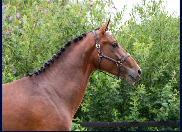 3,5j hengst, Emerald van ‘t Ruytershof x Cornet Obolensky, Dieren en Toebehoren, Paarden, Hengst, Z