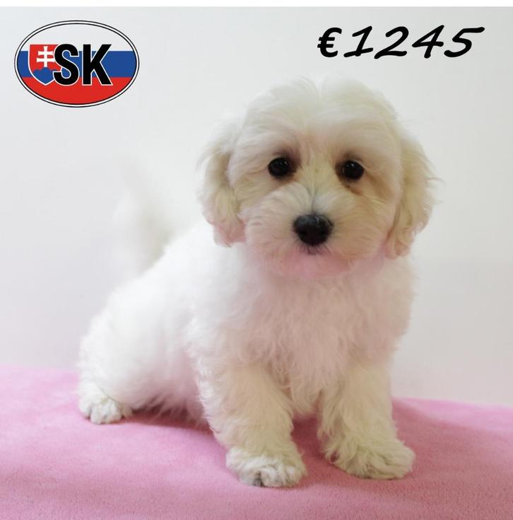 Maltipoo (teefje) lieve pup te koop, Dieren en Toebehoren, Honden | Chihuahua's en Gezelschapshonden, Teef, Overige rassen, Handelaar