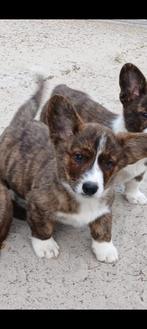 Prachtige welsh corgi pups, Dieren en Toebehoren, Honden | Herdershonden en Veedrijvers, België, Fokker | Hobbymatig, Overige rassen