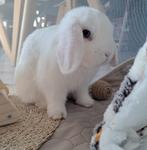 Konijn met kooi, Dieren en Toebehoren, Ophalen, Kooi, Konijn