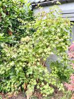 Érable Palmé, Ophalen