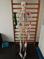 Anatomie skelet op ware grootte met spieraanduiding, Diversen, Ophalen, Zo goed als nieuw