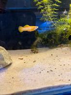 Molly’s golddust, Dieren en Toebehoren, Vissen | Aquariumvissen, Vis, Zoetwatervis