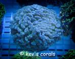 Euphyllia ancora sp M 12cm, Dieren en Toebehoren