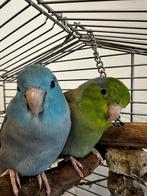 Lief koppeltje forpussen, Mannelijk, Dwergpapegaai of Agapornis, Tam