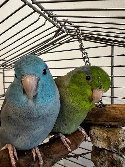 Lief koppeltje forpussen, Dieren en Toebehoren, Vogels | Parkieten en Papegaaien, Dwergpapegaai of Agapornis, Mannelijk, Tam