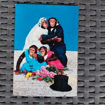 Gelopen postkaart met chimpansees beschikbaar voor biedingen