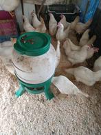 witte leghorn geleewiekt 22 weken direct eitjes, Dieren en Toebehoren, Vrouwelijk, Kip