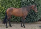 ‼️Super lieve merrie, 8jr. 1.66m‼️, Dieren en Toebehoren, Paarden, Merrie, Gechipt, Dressuurpaard, L