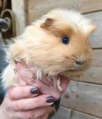 Cavia beer sheltie, Dieren en Toebehoren, Oktober, Mannelijk, Cavia