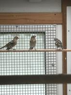 Botvink popjes uit topras , vaders + 675, Dieren en Toebehoren, Vogels | Toebehoren, Ophalen