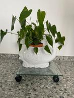 Glazen plantenstaander 35x35 met 2x rem op de wielen, Ophalen of Verzenden, Zo goed als nieuw