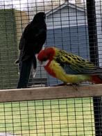 Kweek koppels Rosella, Meerdere dieren, Parkiet