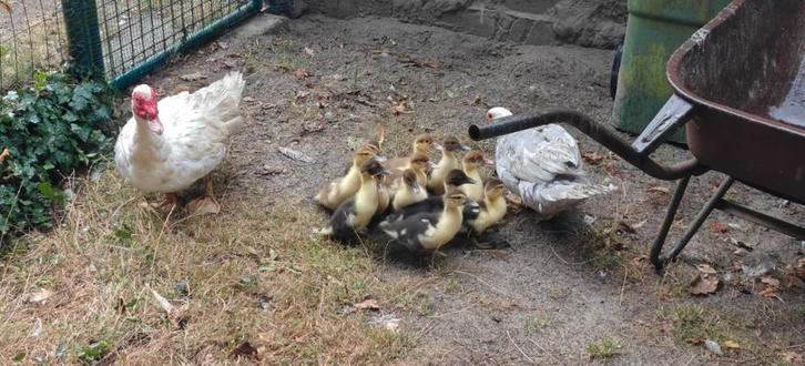 Barberie kuikens te koop, Dieren en Toebehoren, Pluimvee, Eend, Geslacht onbekend