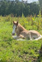 Haflinger hengstenveulen uit Liz Stellan, Enlèvement, Dressage