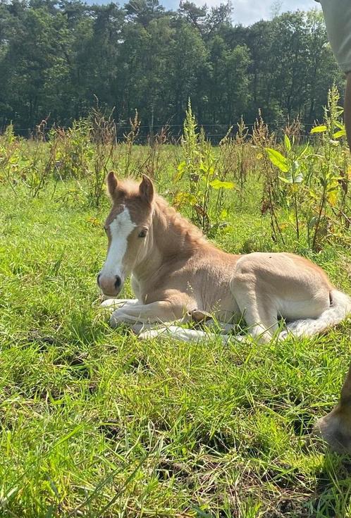 Haflinger hengstenveulen uit Liz Stellan, Animaux & Accessoires, Chevaux & Poneys | Autres trucs de cheval, Dressage, Enlèvement