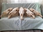 Paardenschedel schedel van een paard GROOT anatomie COMPLEET, Paard, Gebruikt, Verzenden, Schedel