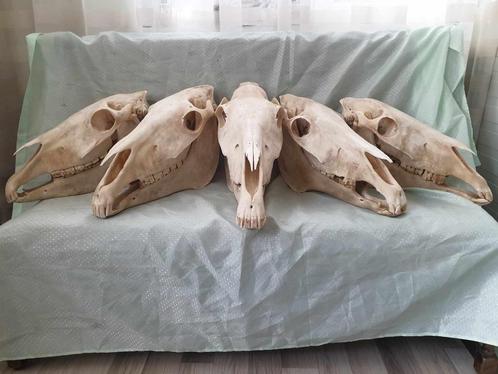Paardenschedel schedel van een paard GROOT anatomie COMPLEET, Collections, Collections Animaux, Utilisé, Crâne, Cheval, Envoi