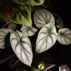 Alocasia Silver Dragon, Huis en Inrichting, Ophalen, Overige soorten, Halfschaduw, Minder dan 100 cm