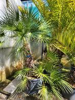 Chamaerops humilis, hauteur du tronc de 1 m, Enlèvement ou Envoi