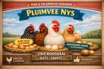 Volaille Nys - Poules prêtes à pondre - Sa en DI à 21 h, Animaux & Accessoires, Poule ou poulet