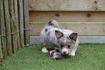 Prachtige Welsh corgi cardigan pups, Dieren en Toebehoren, Honden | Herdershonden en Veedrijvers, België, CDV (hondenziekte), 8 tot 15 weken