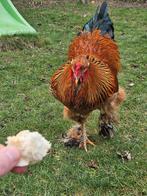 Brahma hanen, Dieren en Toebehoren, Mannelijk, Kip