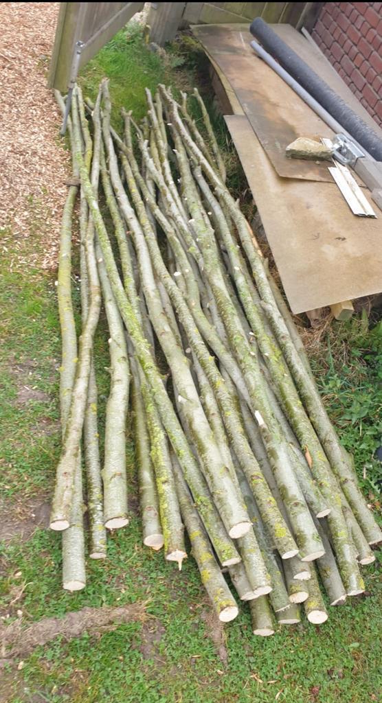 Knotwilg poten, Tuin en Terras, Planten | Bomen, Ophalen