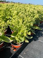Sedum telephium ‘Herbstfreude’ P10,5cm, Tuin en Terras, Planten | Tuinplanten, Ophalen, Vaste plant, Bodembedekkers, Volle zon