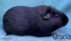 Duo cavia zeugjes ter adoptie, Domestique, Cobaye, Femelle