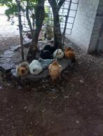 Haantjes te koop., Dieren en Toebehoren
