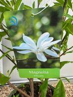 NOUVEAUTÉ !!! À 29€ l’un !!! Magnolia stellata en pot de 3l, Tuin en Terras, Planten | Bomen, In pot, Ophalen of Verzenden